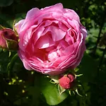 Rosa Epis Gæstehus Trois-Épis