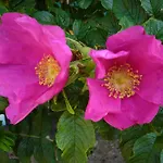Rosa Epis 3*