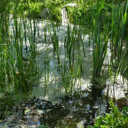 Rosa Epis Gæstehus Trois-Épis