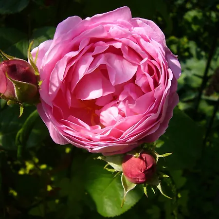 Rosa Epis Gæstehus Trois-Épis