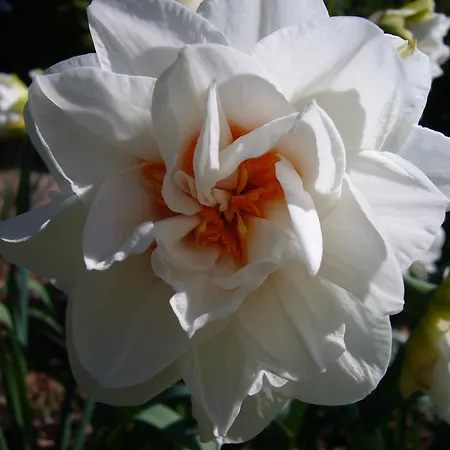 Gasthuis Rosa Epis 2*