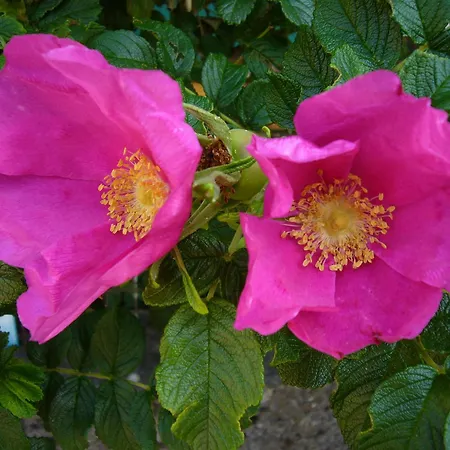 Rosa Epis 2*